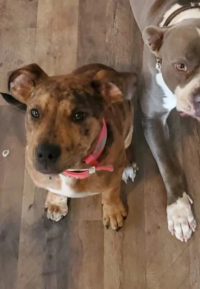 Lost dog in Crowley, TX, 76036