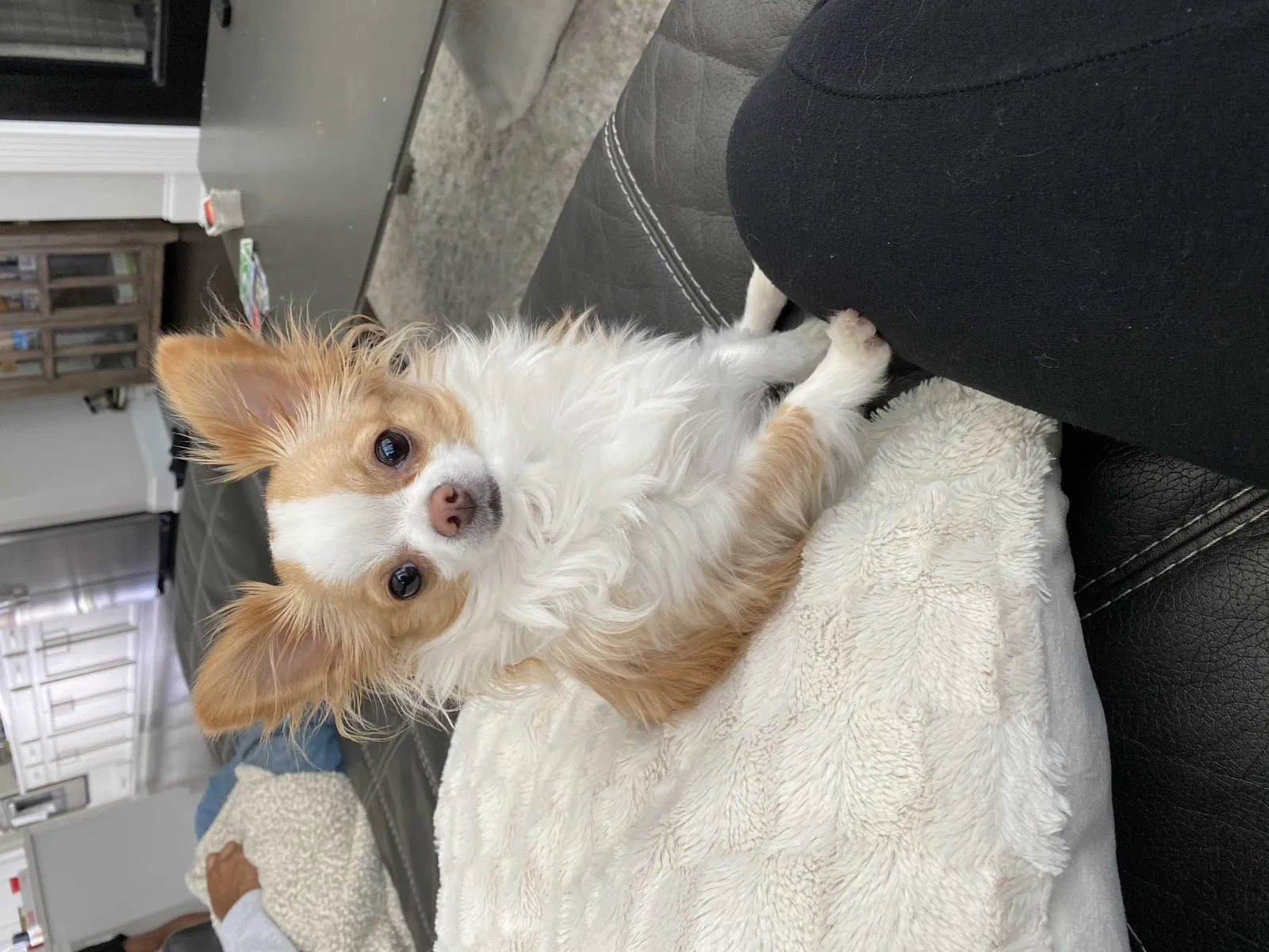 Lost dog in Atlanta, GA, 30341