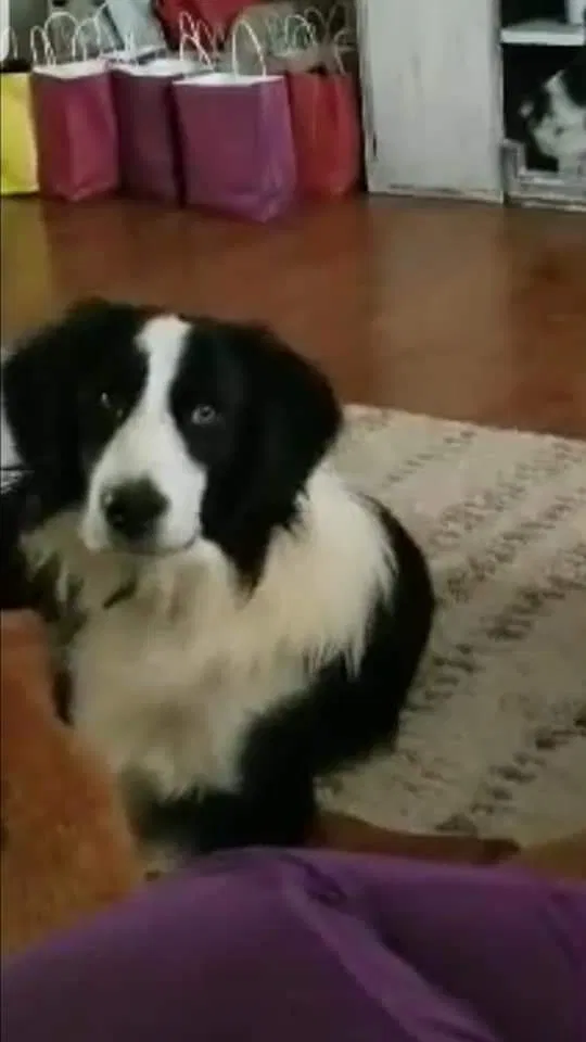 Lost dog in El Paso, TX, 79924
