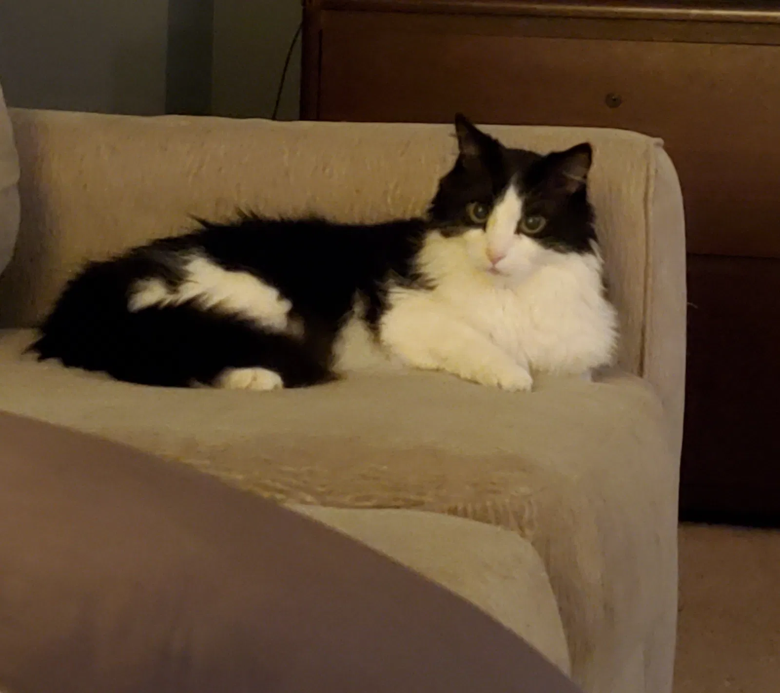 Lost cat in Mansfield, TX, 76063