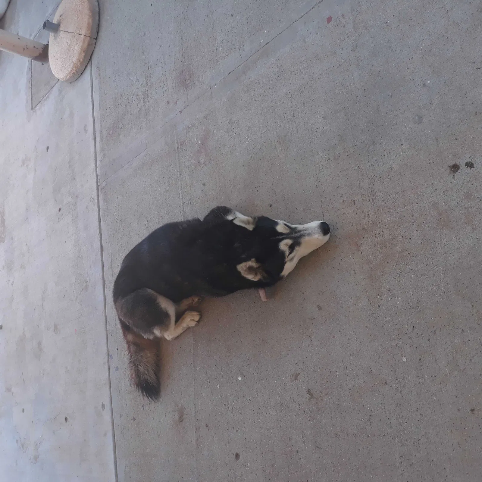 Lost dog in Fresno, CA, 93705