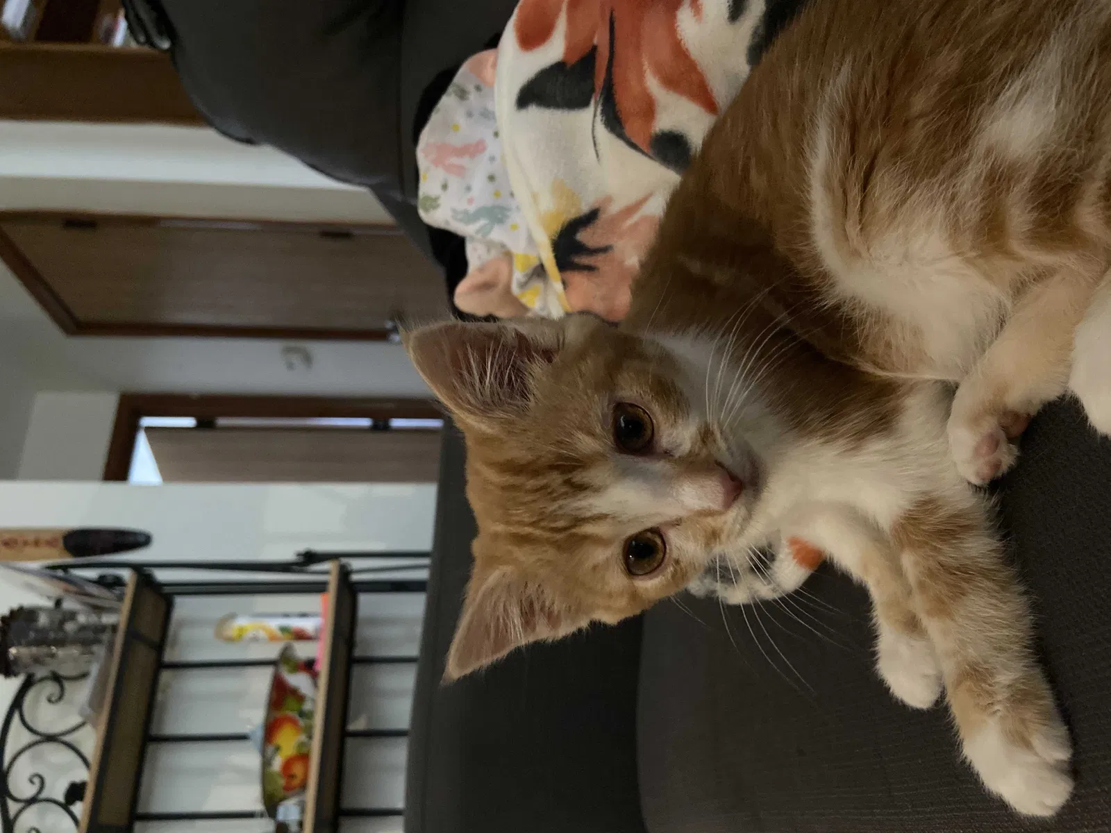 Lost cat in Bloomington, IN, 47408