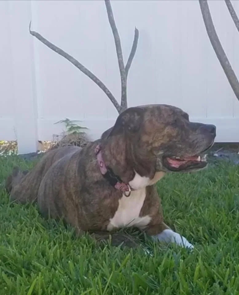 Lost dog in Port Saint Lucie, FL, 34987