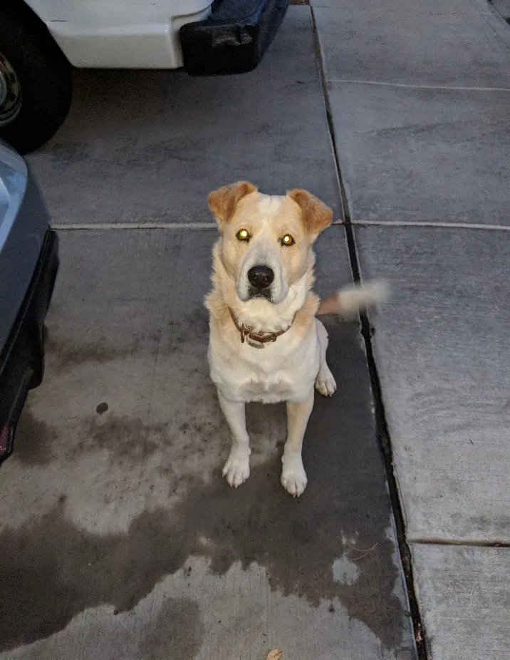 Lost dog in Las Vegas, NV, 89104
