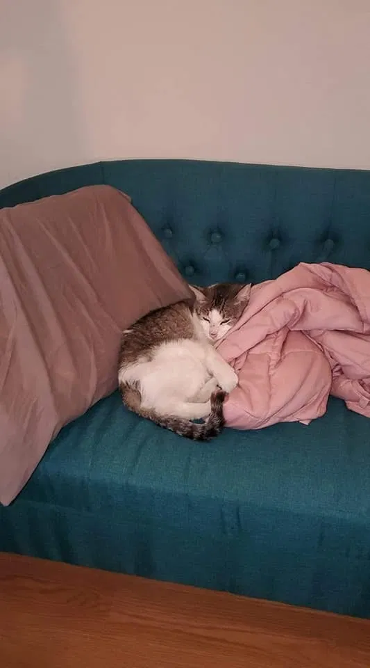 Lost cat in San Antonio, TX, 78232