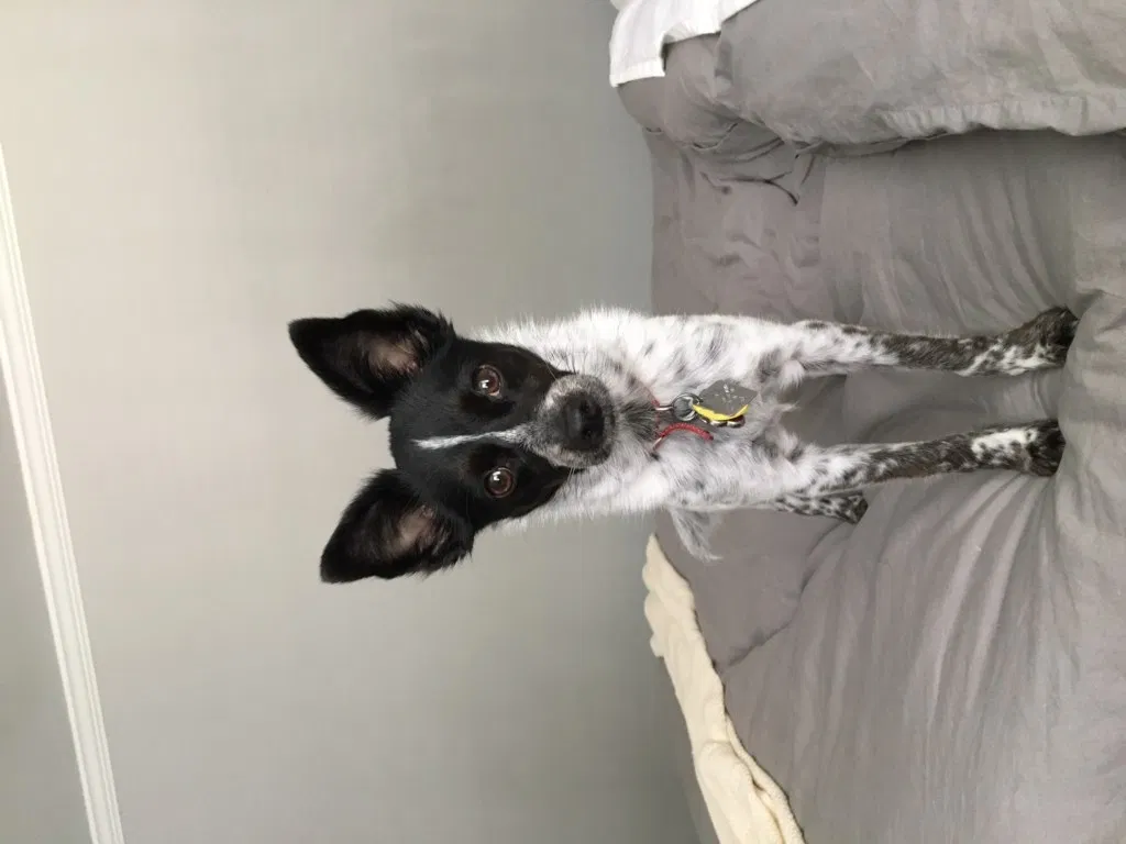 Lost dog in Richardson, TX, 75080