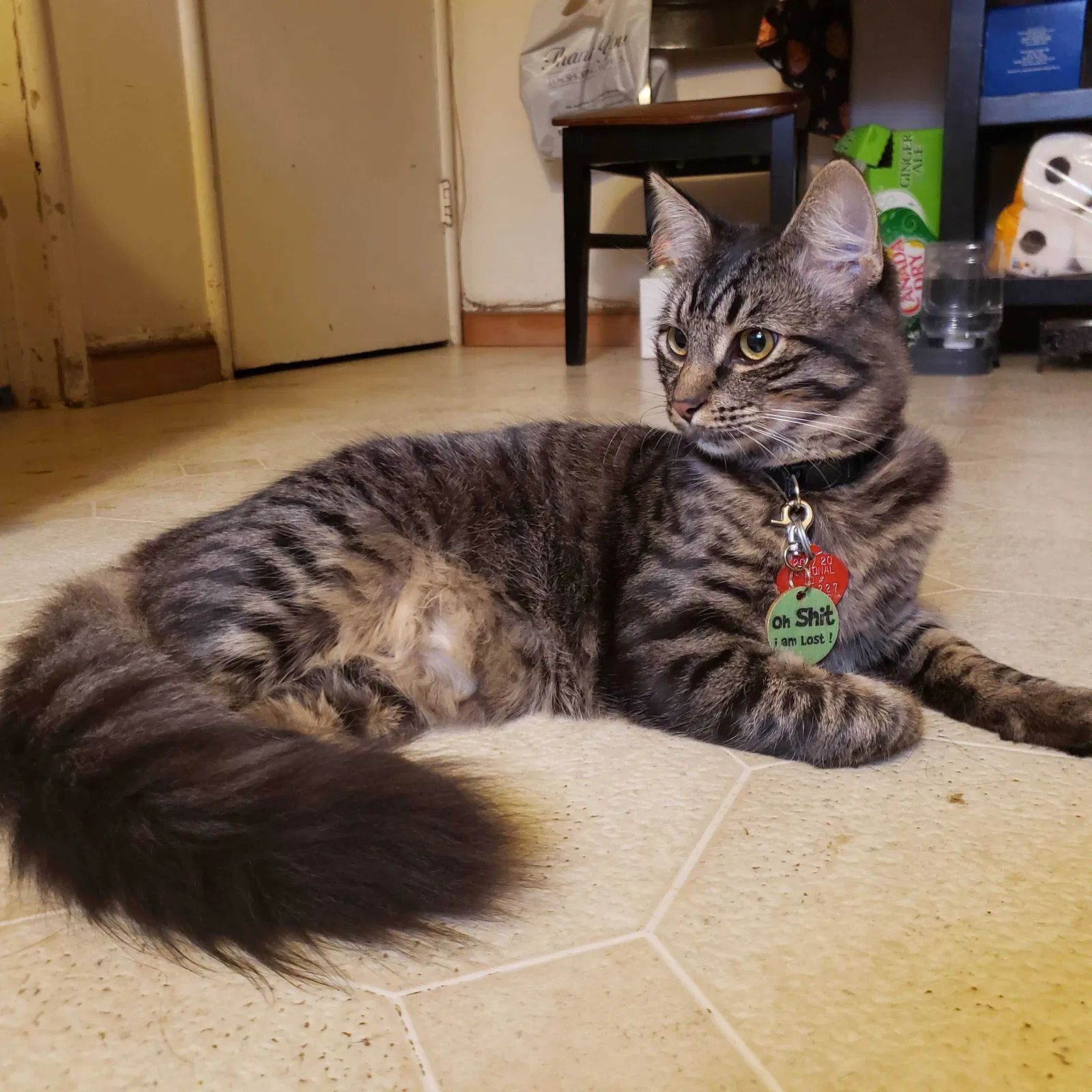 Lost cat in Salinas, CA, 93906
