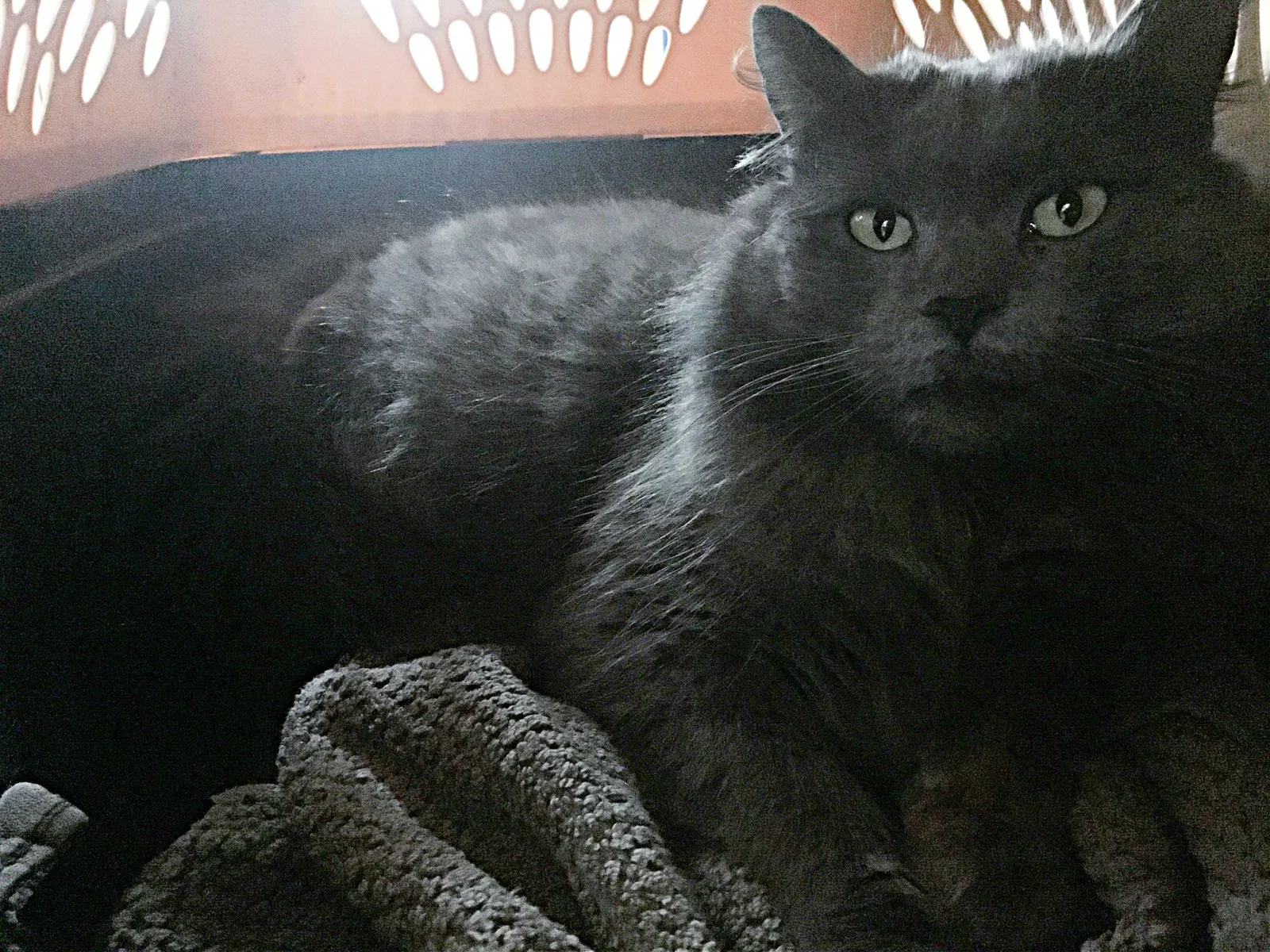 Lost cat in Napa, CA, 94558