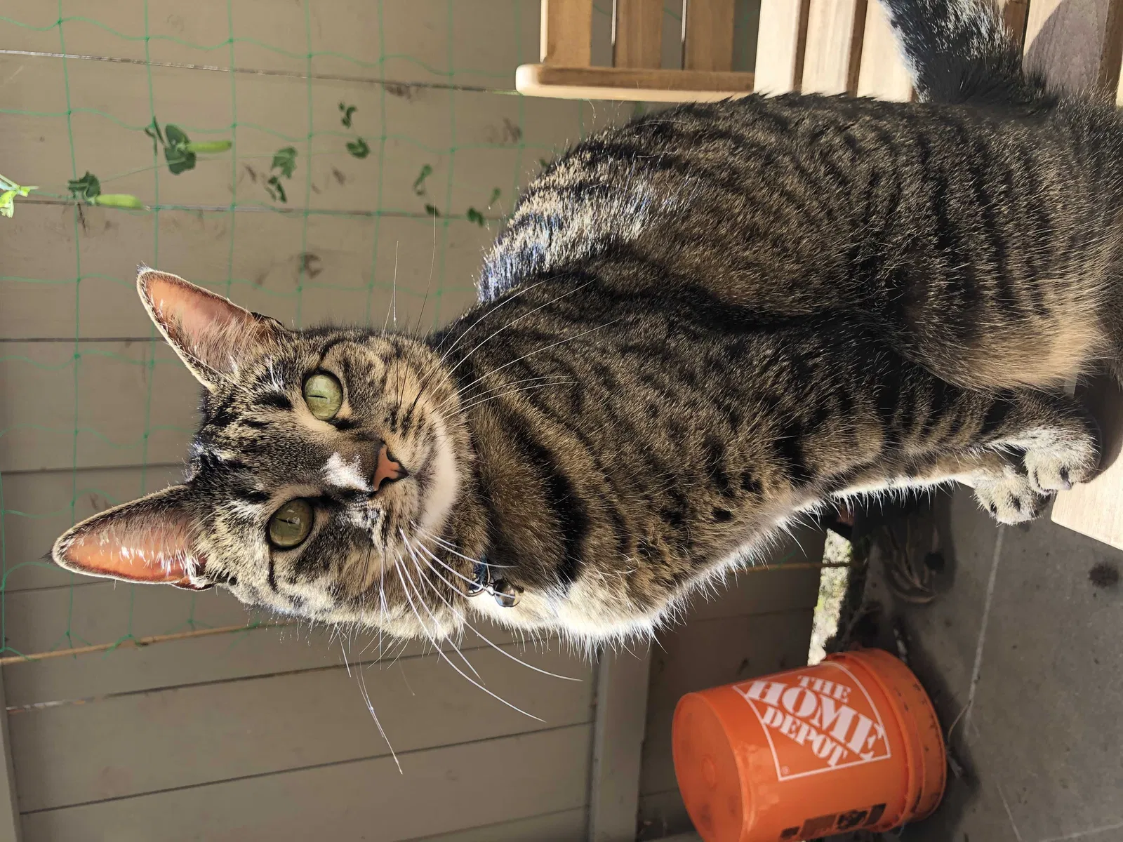 Lost cat in San Diego, CA, 92122
