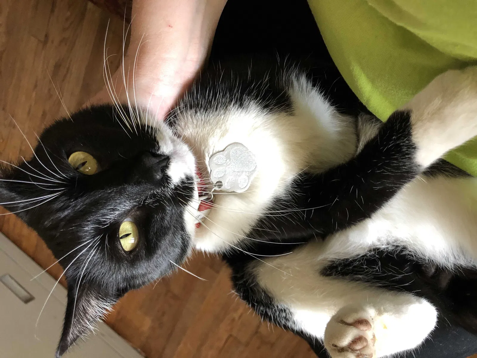 Lost cat in Oklahoma City, OK, 73109