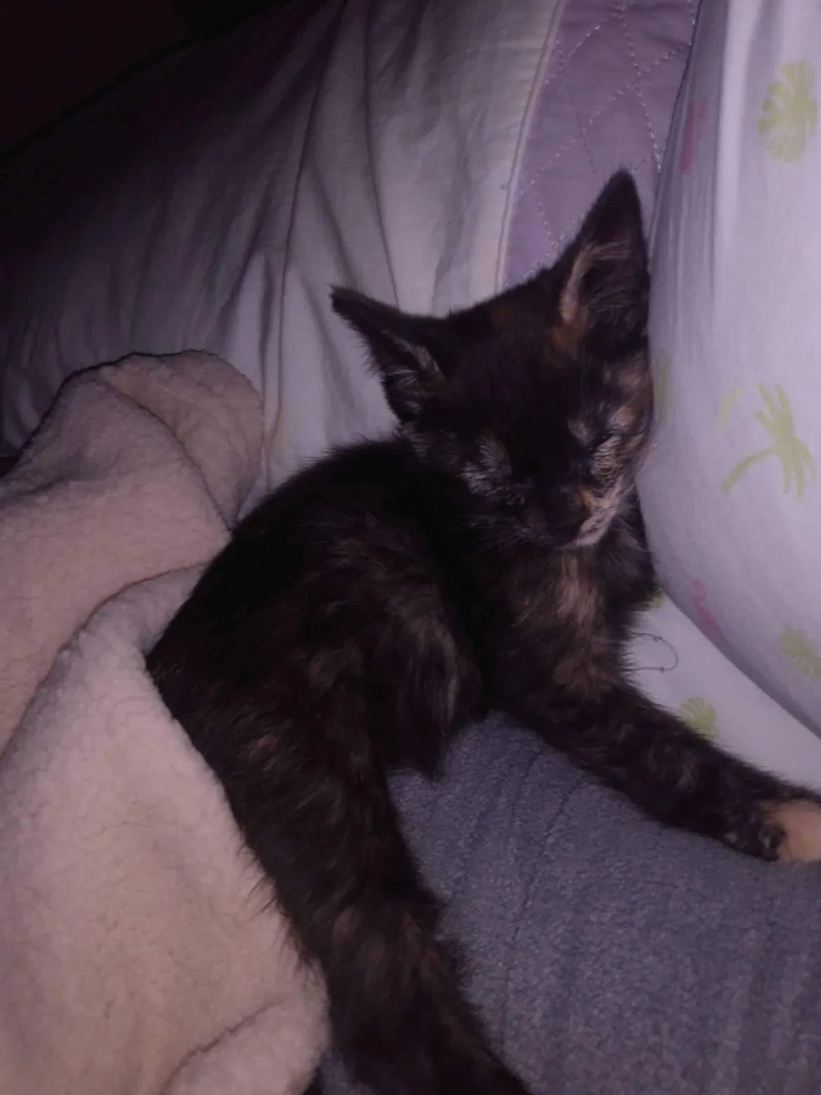 Lost cat in Detroit, MI, 48224