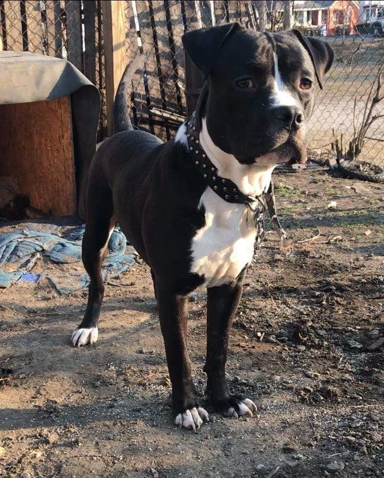 Lost dog in Cincinnati, OH, 45216