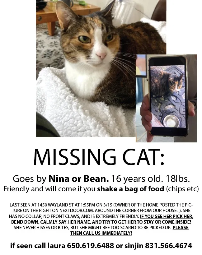 Lost cat in San Francisco, CA, 94134