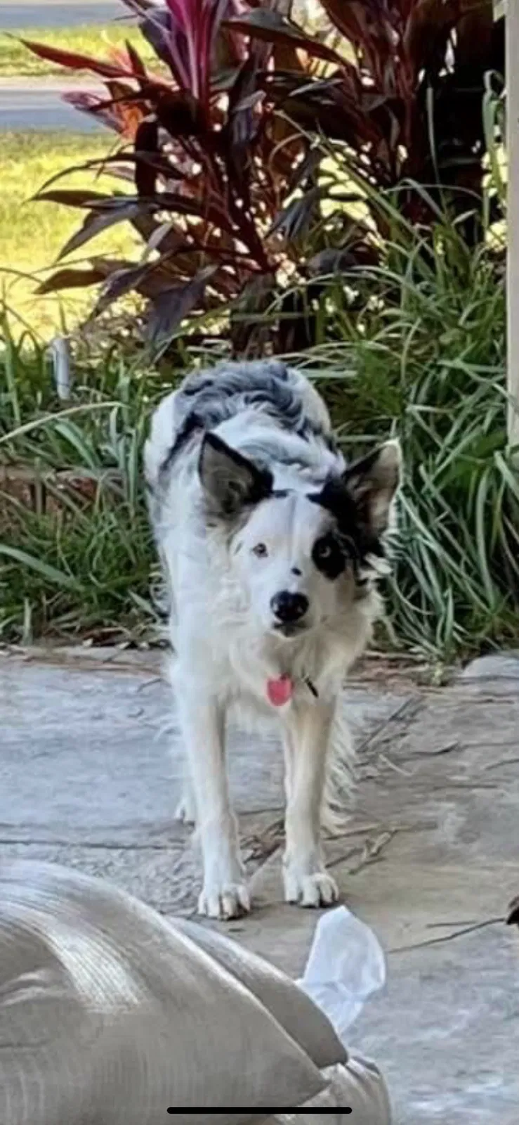 Lost dog in Ocean Springs, MS, 39564
