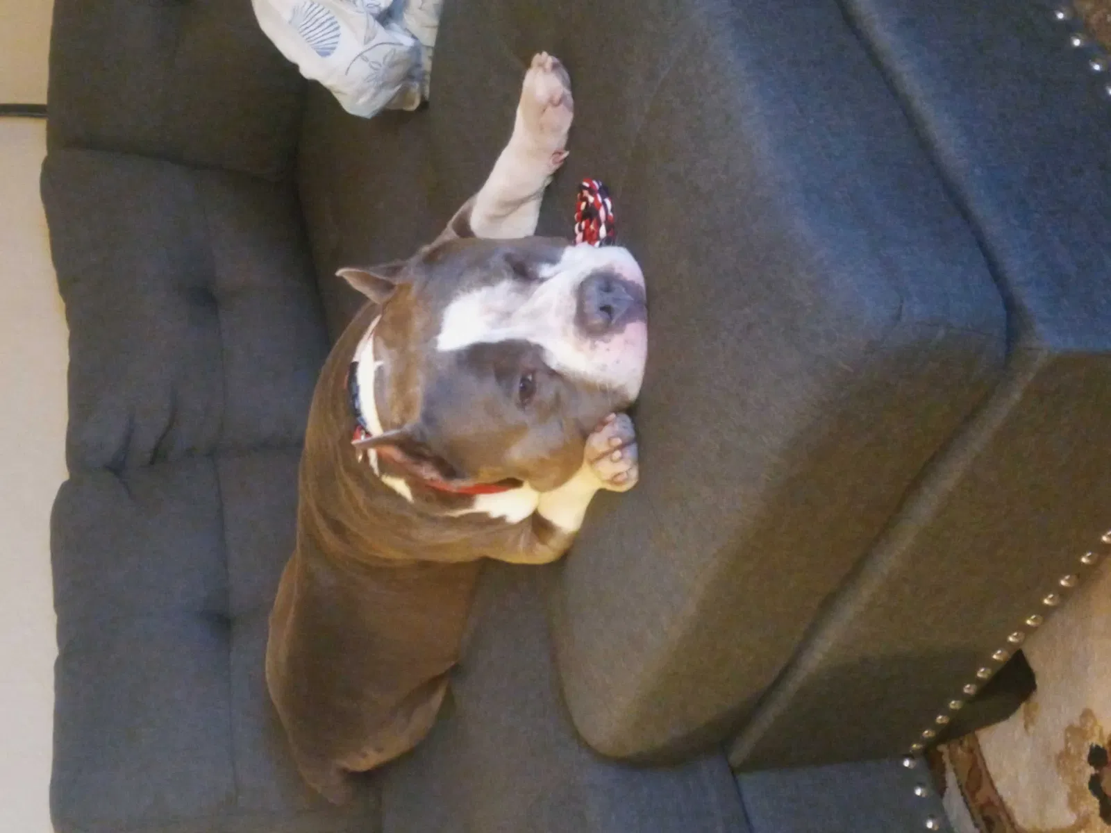 Lost dog in Orlando, FL, 32803