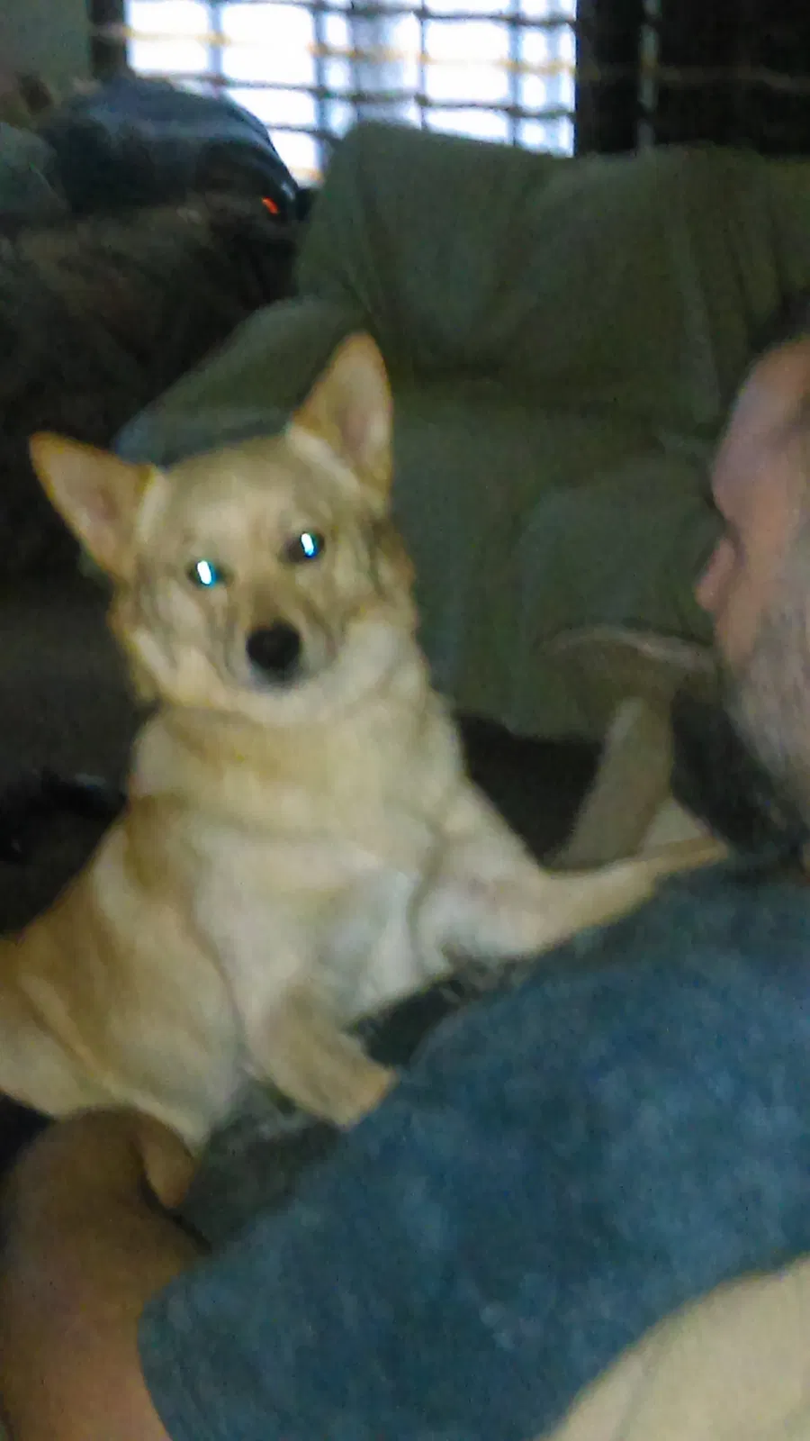 Lost dog in Montgomery, AL, 36104