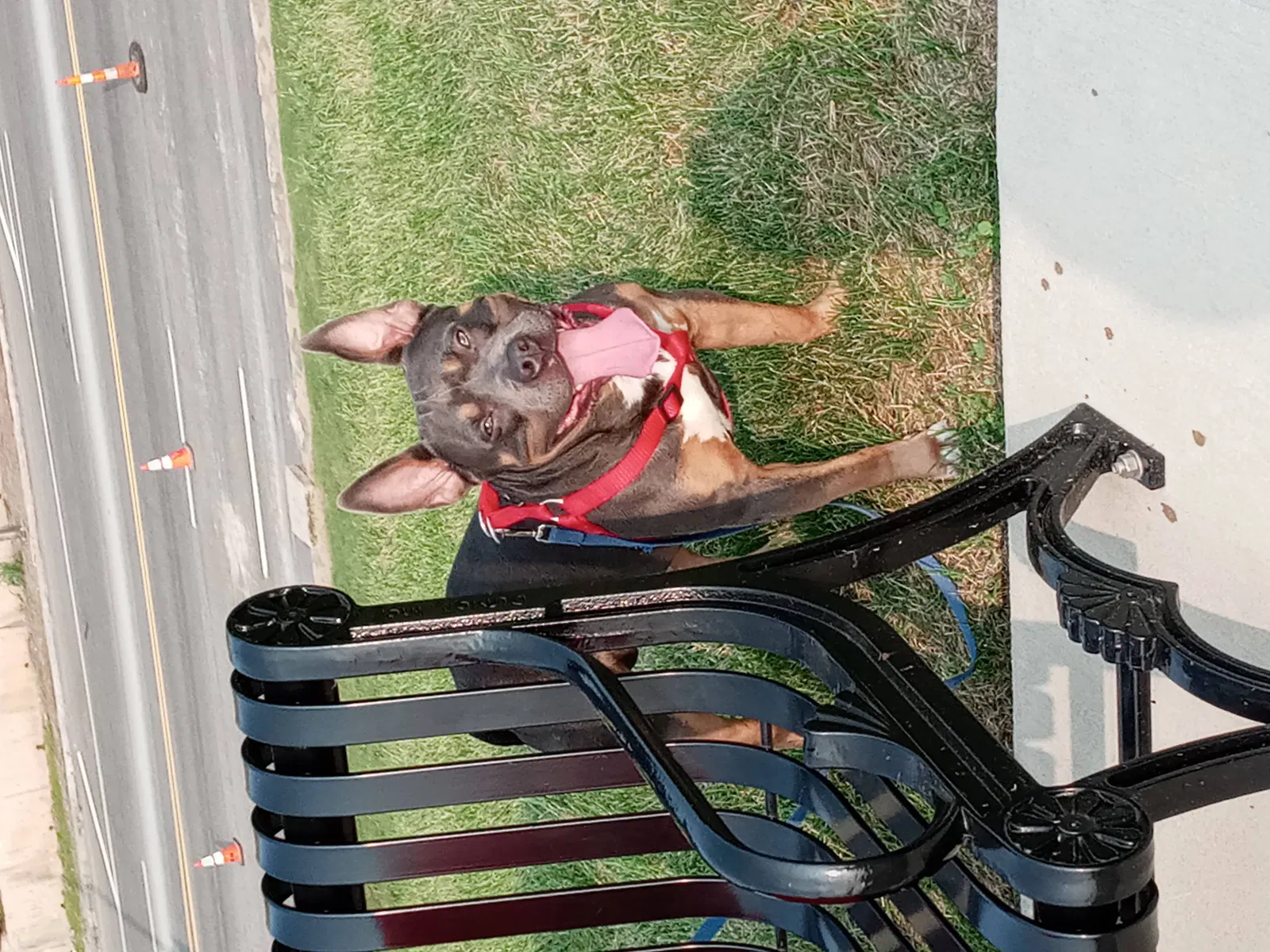 Lost dog in Independence, MO, 64054
