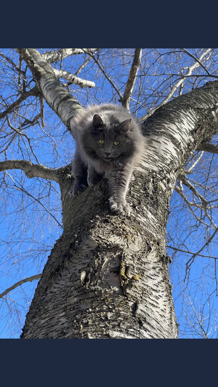 Lost cat in Milwaukee, WI, 53217
