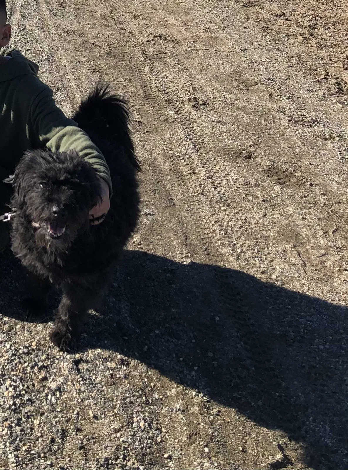 Lost dog in Commerce City, CO, 80022