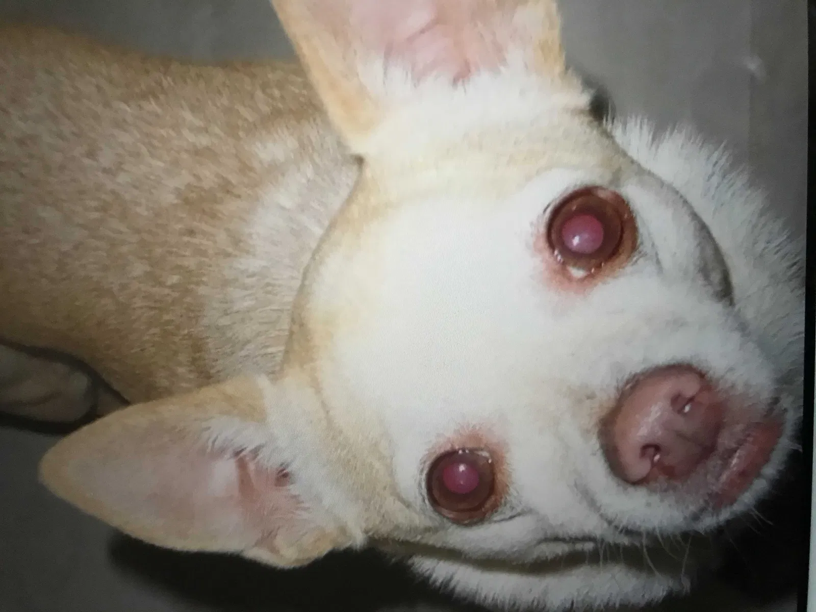 Lost dog in Lehigh Acres, FL, 33971