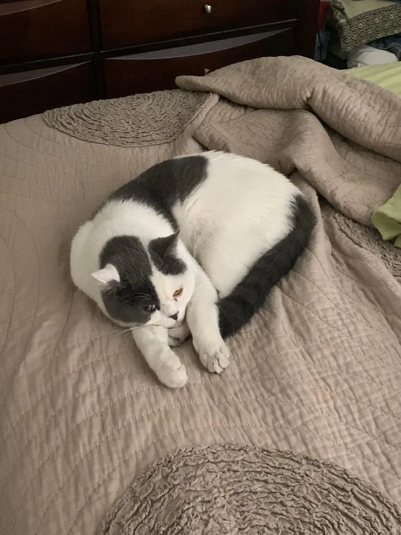 Lost cat in Phoenix, AZ, 85032