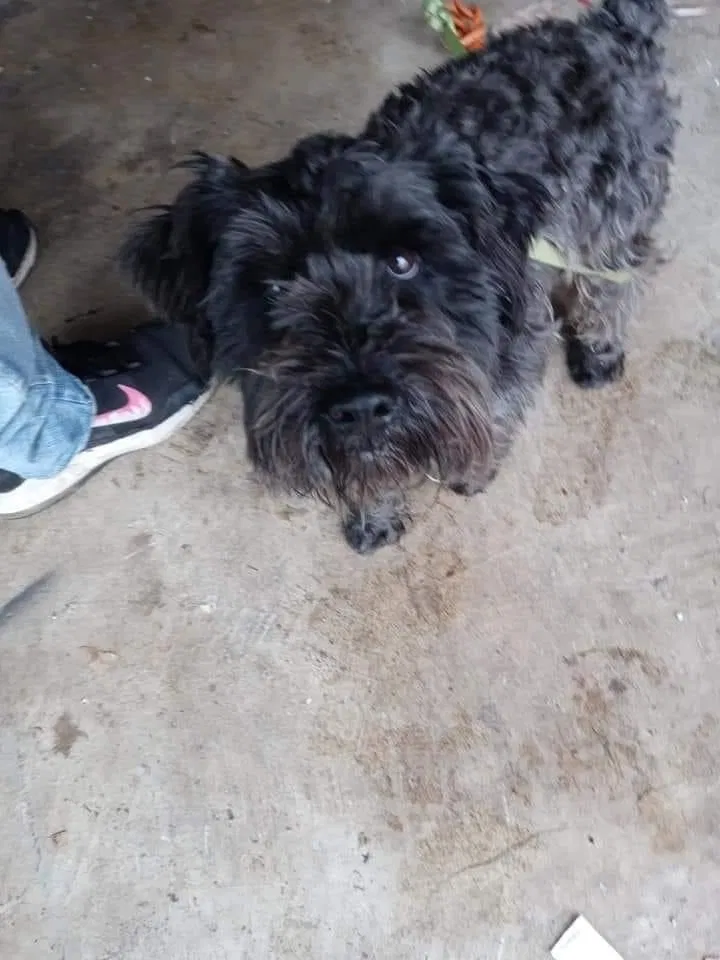 Lost dog in Sedalia, MO, 65301