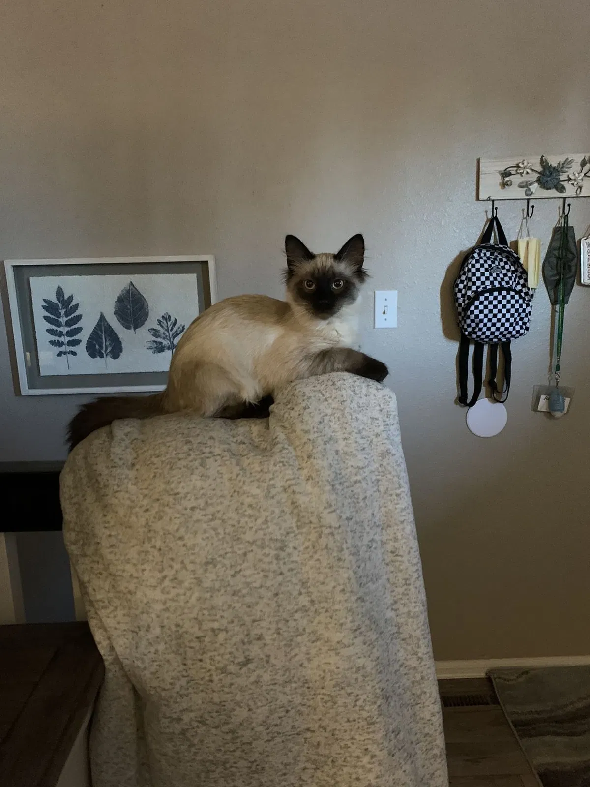 Lost cat in Greeley, CO, 80634