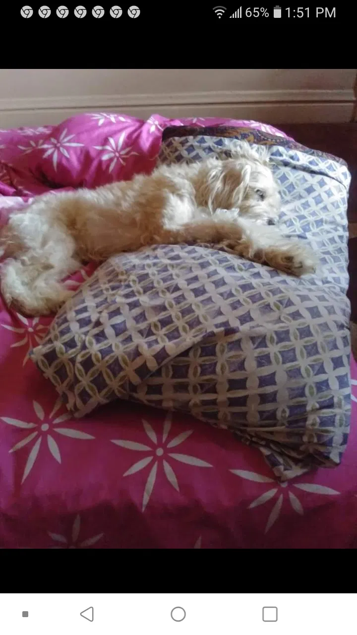 Lost dog in Chicago, IL, 60617