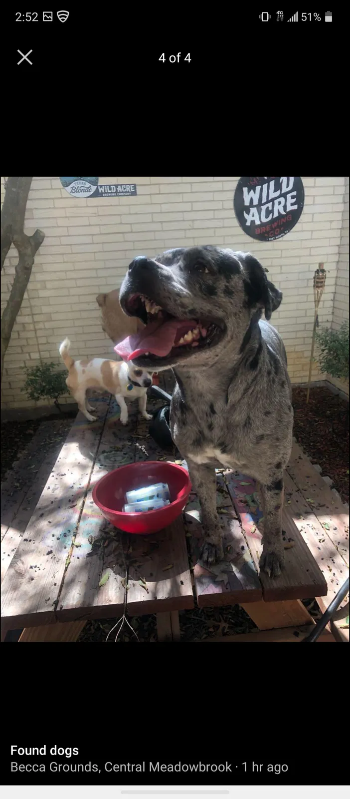 Lost dog in Fort Worth, TX, 76112