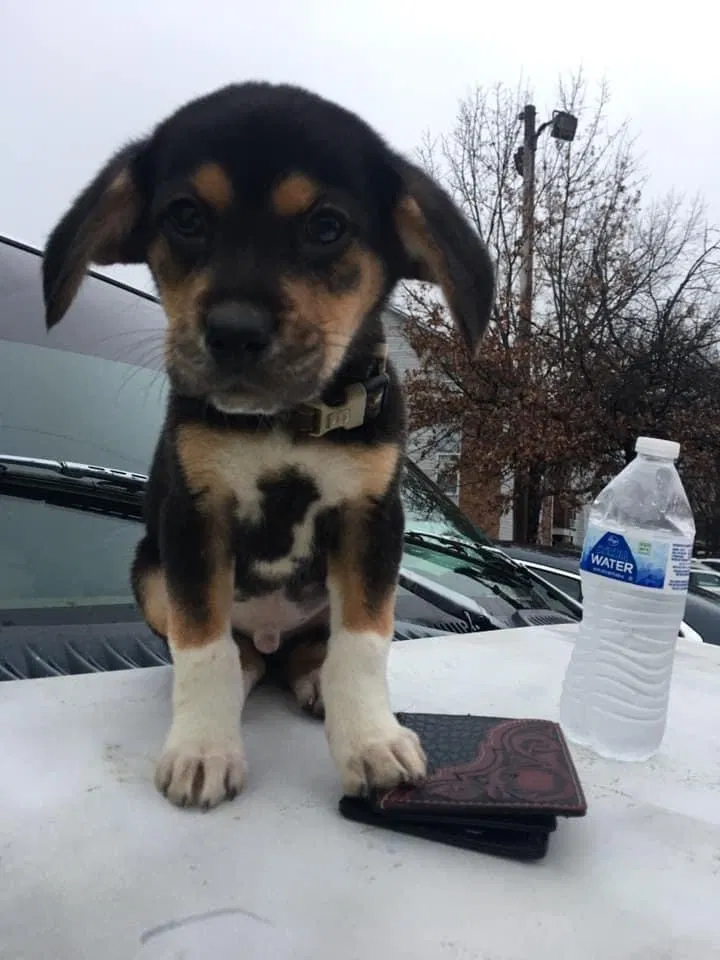 Lost dog in Little Rock, AR, 72204