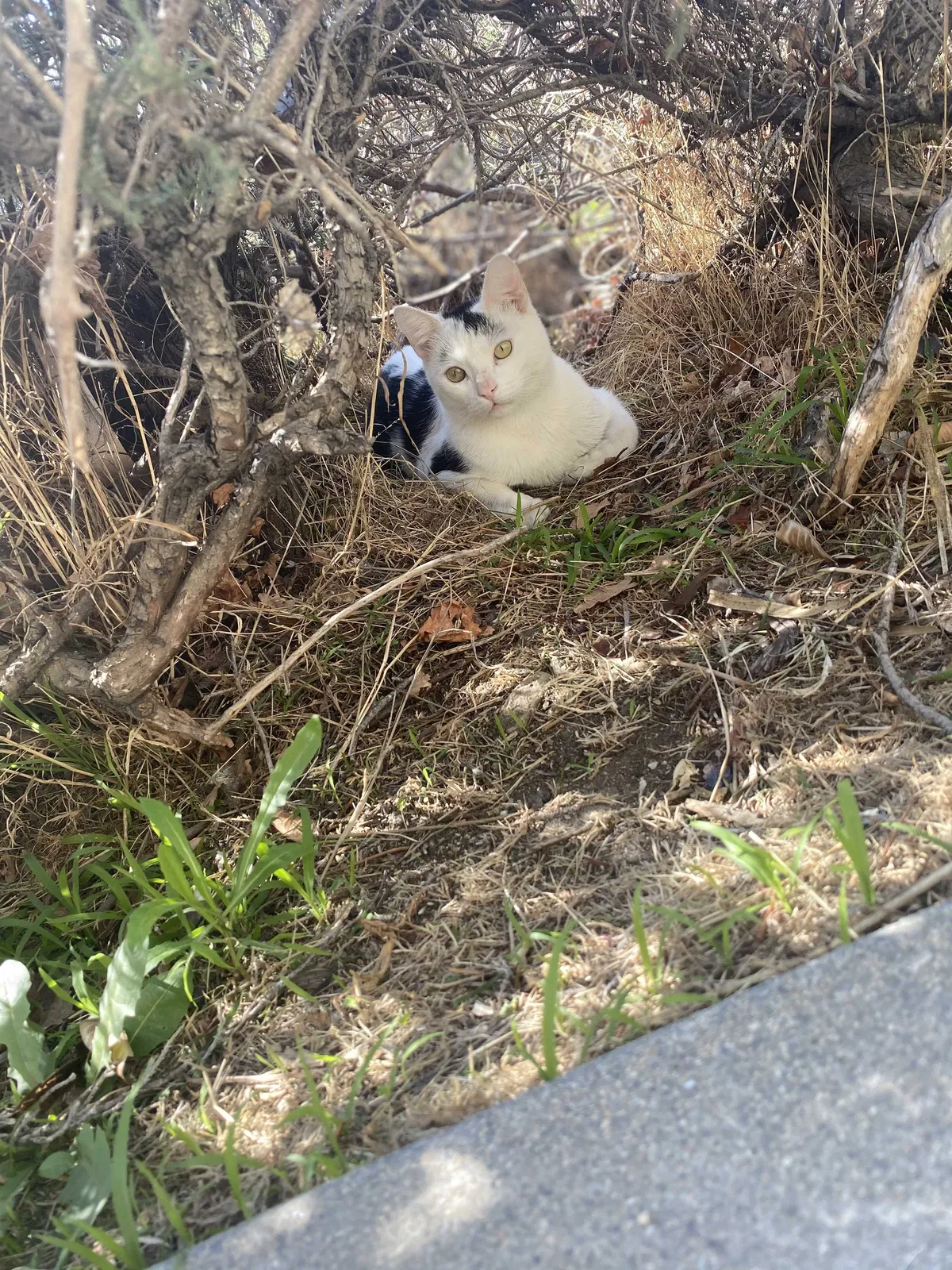 Lost cat in Bloomington, CA, 92316