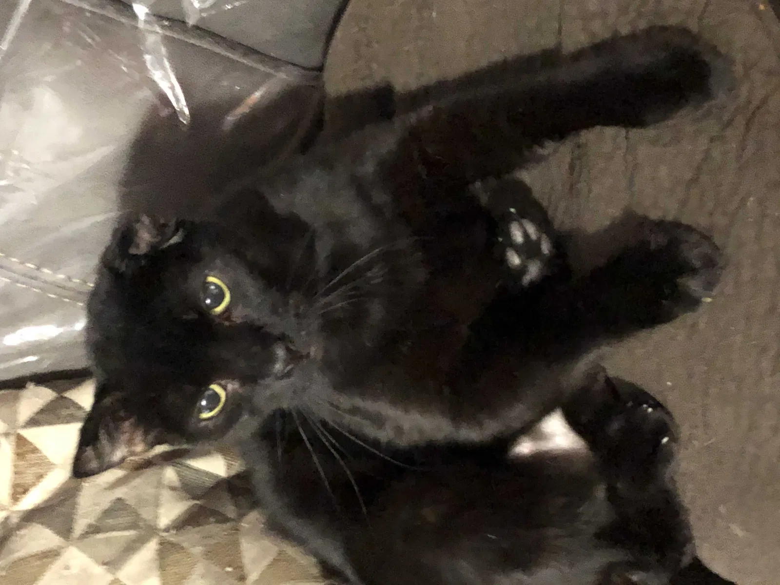 Lost cat in Modesto, CA, 95356