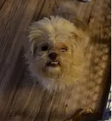 Found dog in Tuscaloosa, AL, 35406
