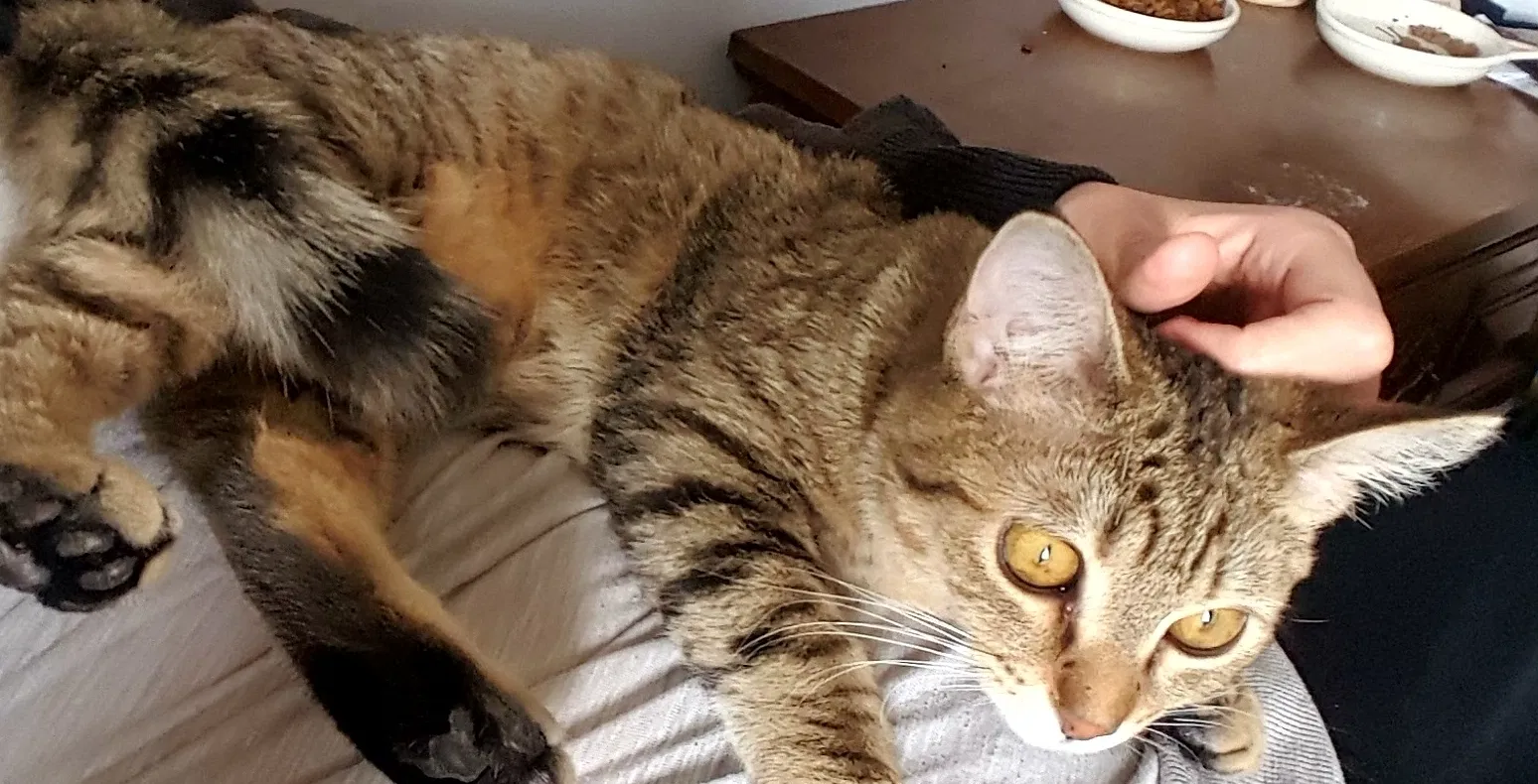 Missing Cat