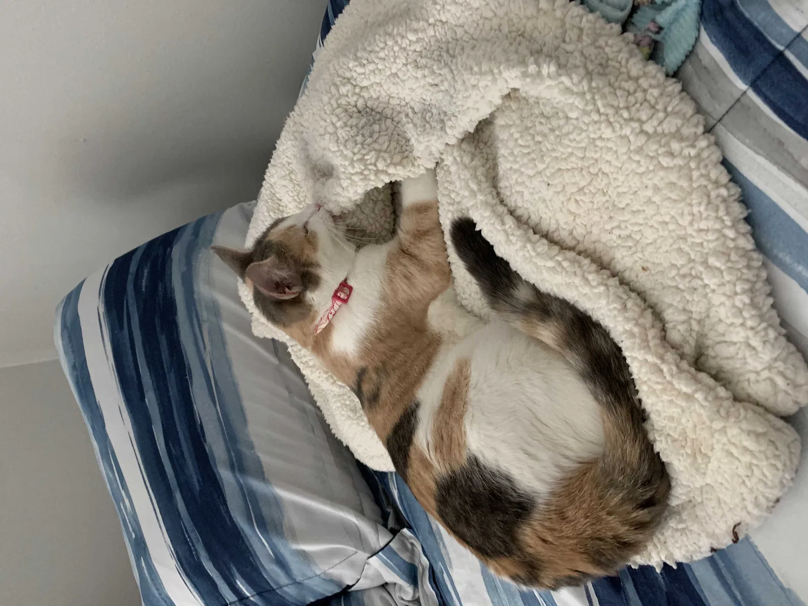 Lost cat in Semmes, AL, 36575