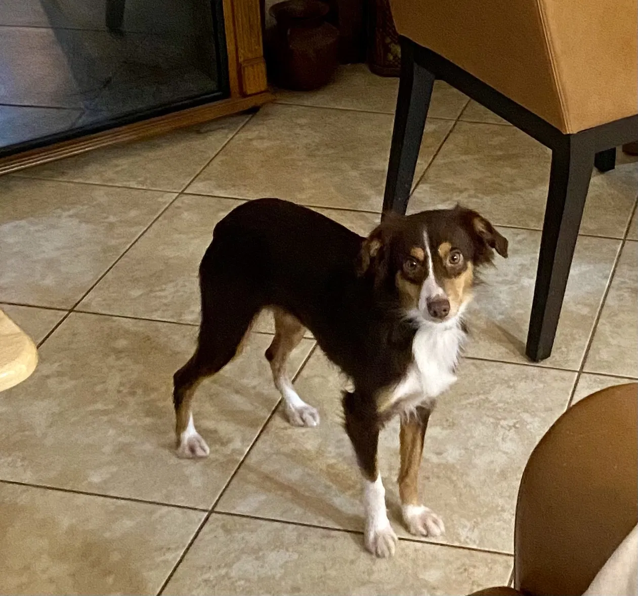 Lost dog in Kissimmee, FL, 34759