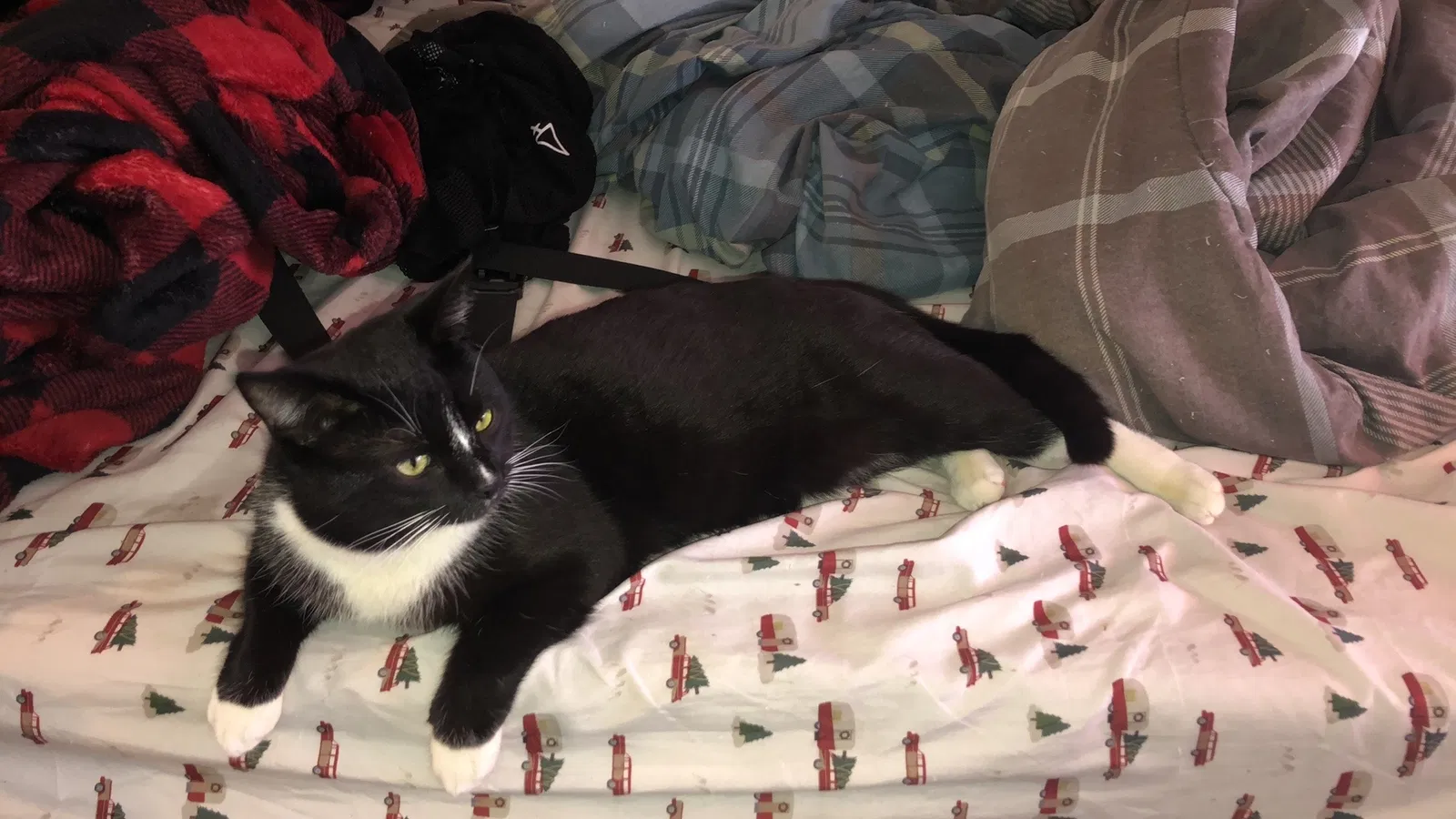 Lost cat in South Bend, IN, 46614