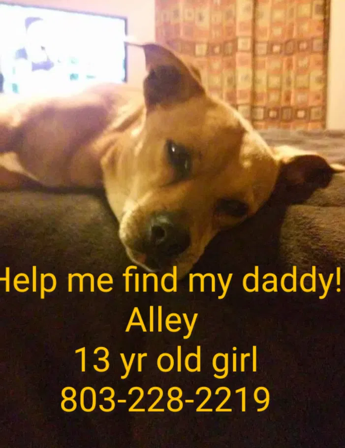 Lost dog in Fort Mill, SC, 29707