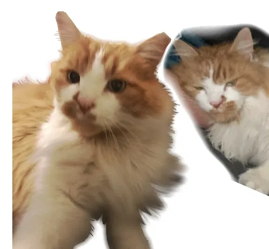 Lost cat in Osceola, IN, 46561