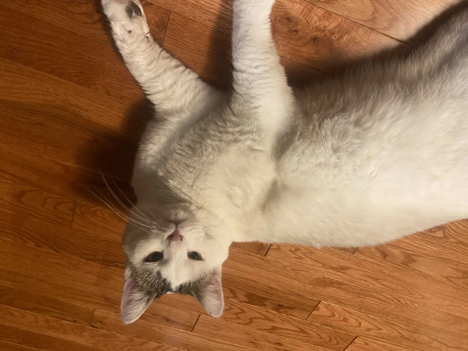 Lost cat in Comstock Park, MI, 49321