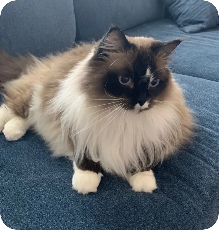 Lost cat in Lake Forest, CA, 92630
