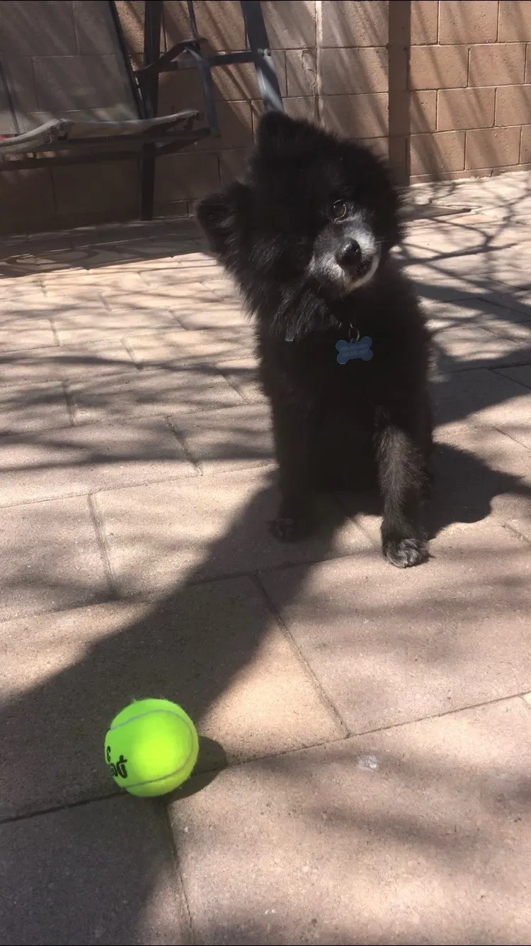 Lost dog in Scottsdale, AZ, 85250