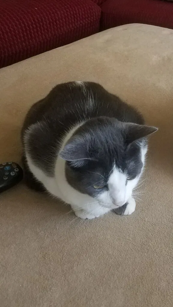 Lost cat in Oklahoma City, OK, 73120