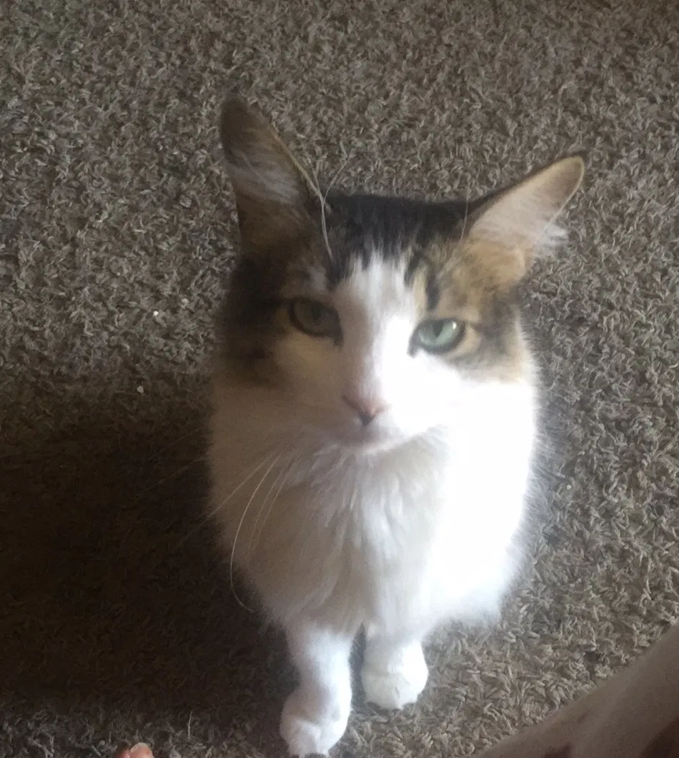 Lost cat in Yukon, OK, 73099