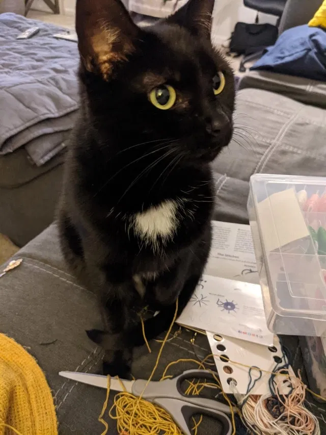Lost cat in Lafayette, IN, 47905