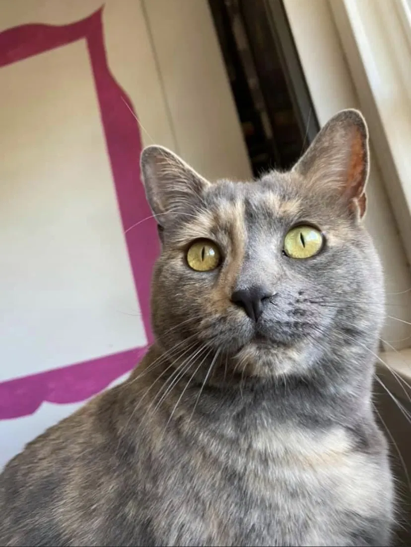Lost cat in Diamond Bar, CA, 91765