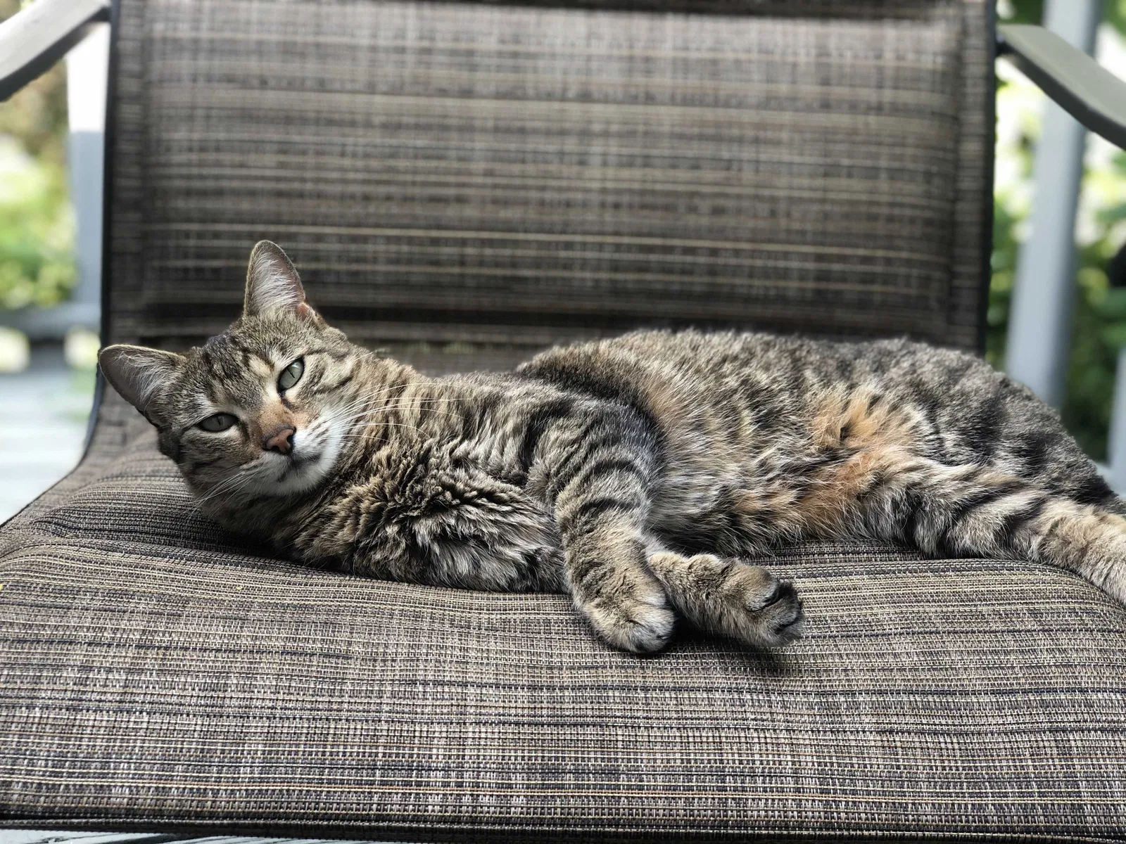 Lost cat in Montgomery, IL, 60538