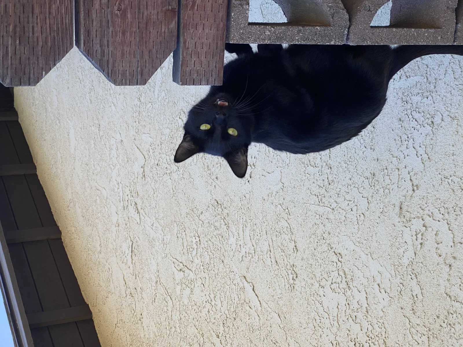 Found cat in Calimesa, CA, 92320