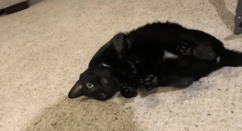 Lost cat in Jacksonville, FL, 32224