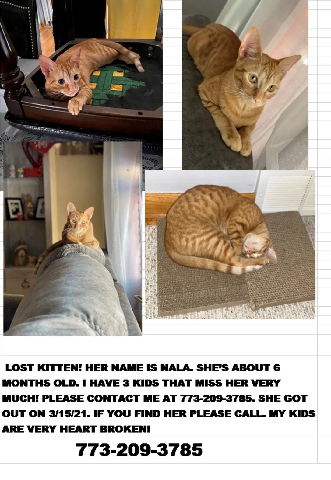 Lost cat in Oak Lawn, IL, 60453
